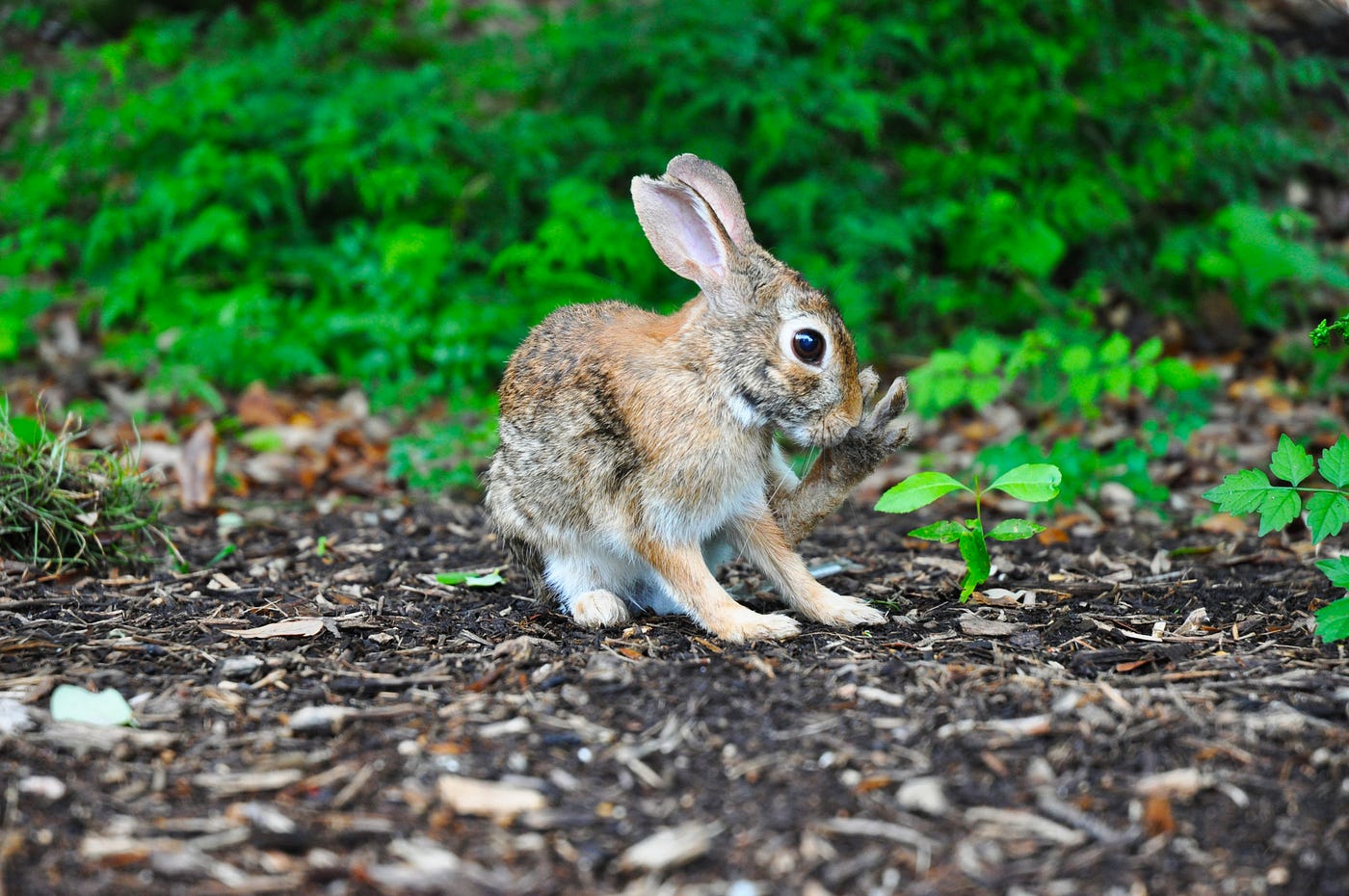 Rabbit - Chaos Theory blog post