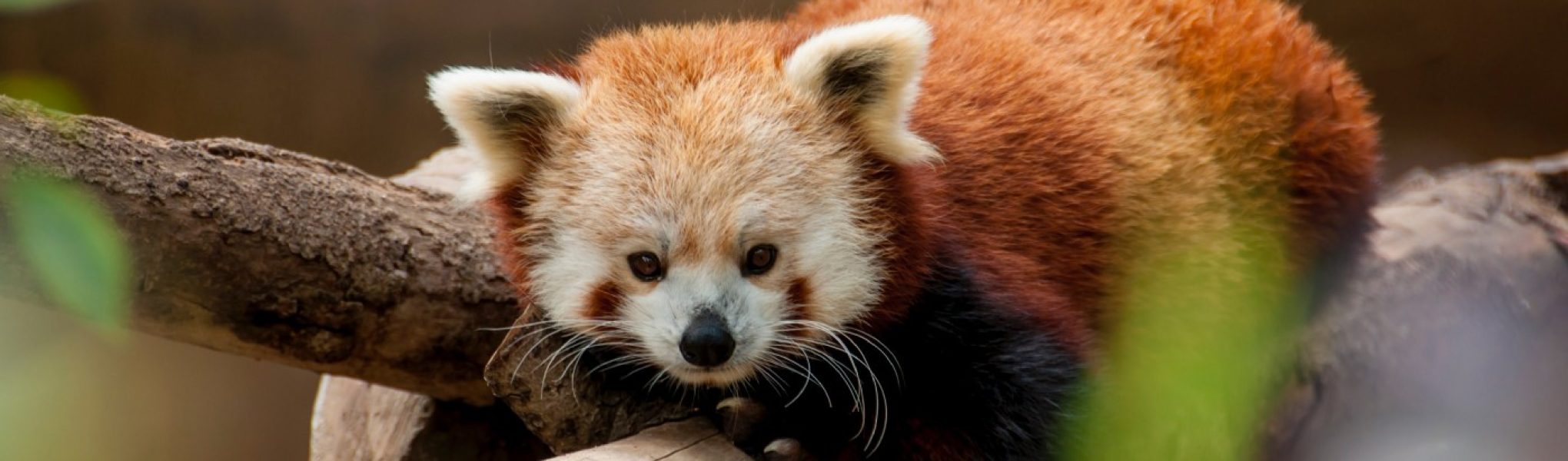 Advanced Pandas: Optimize speed and memory